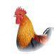 轰炸鸡