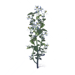 龙葵