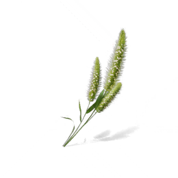 狗尾巴花