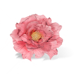 蔷薇花图标