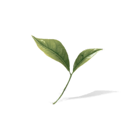 春芽翠叶
