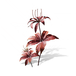 彼岸花