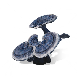 灵芝