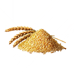 金谷粒