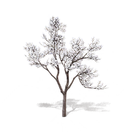 杏花葫芦