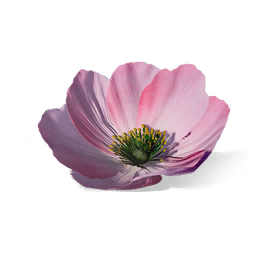 冰雕-花朵图标