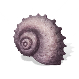 紫妙音石·丹心