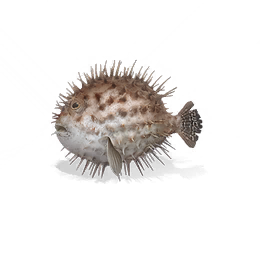 河豚