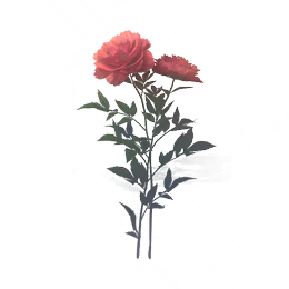 九蕊真珠图标