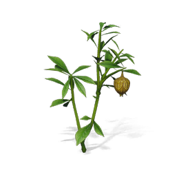驼铃草