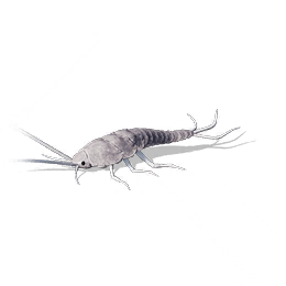 书虫