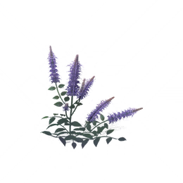 佛泪参图标