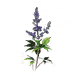 荆条