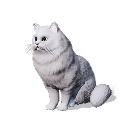 猫猫·兜兜