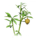 驼铃草