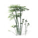 竹子