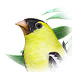 春风鸟