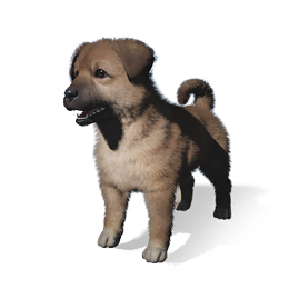 狗狗·妮妮