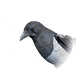 喜鹊