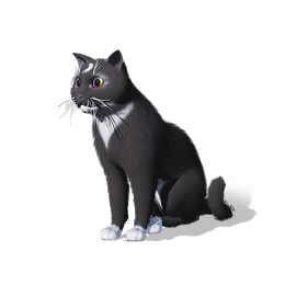 猫猫·菜菜