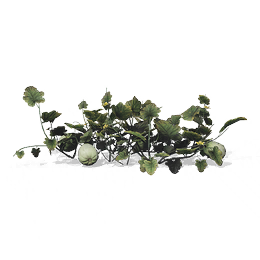东陵瓜图标