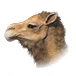 骆驼
