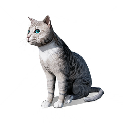 猫猫·东东